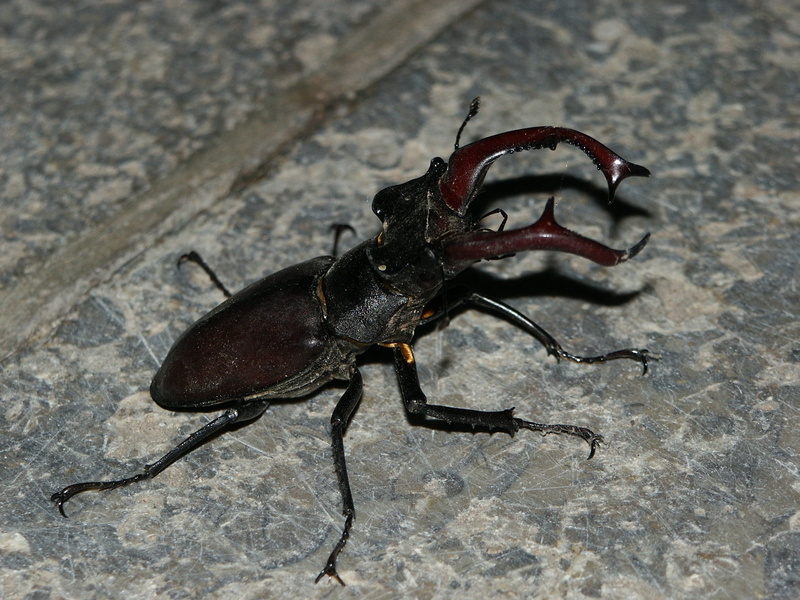 close-up, animal body part, stag beetle, nature, insect, threatened, beetle, animal themes, animal, animal wildlife, invertebrate, animal wing, black color