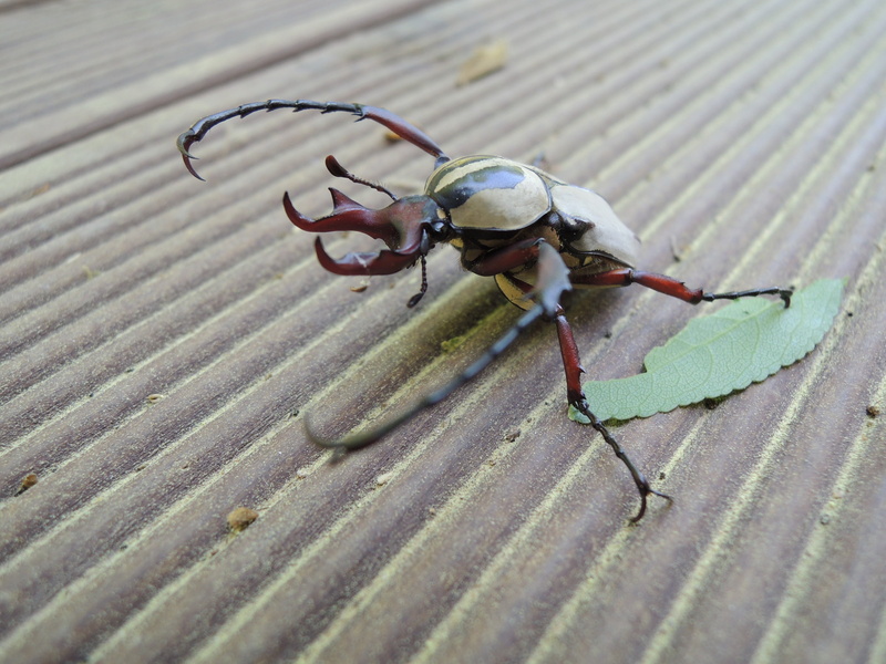 selective focus, 2K, one animal, animal, insect, crab, arthropod, stag beetle, surface level, scarab, animal wildlife, close-up, high angle view, wildlife