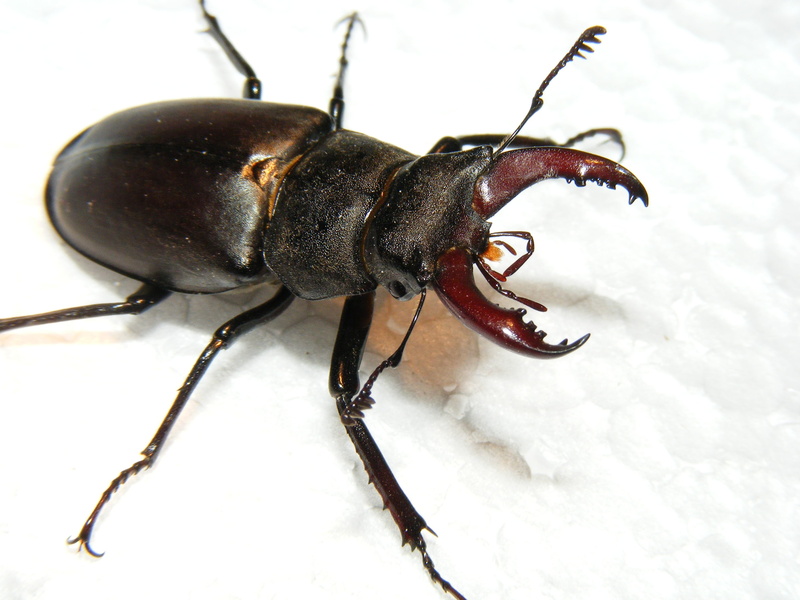 insects, white color, black color, animal themes, animals in the wild, focus on foreground, insect, invertebrate, gallery, 2K, no people, lucanus, close-up