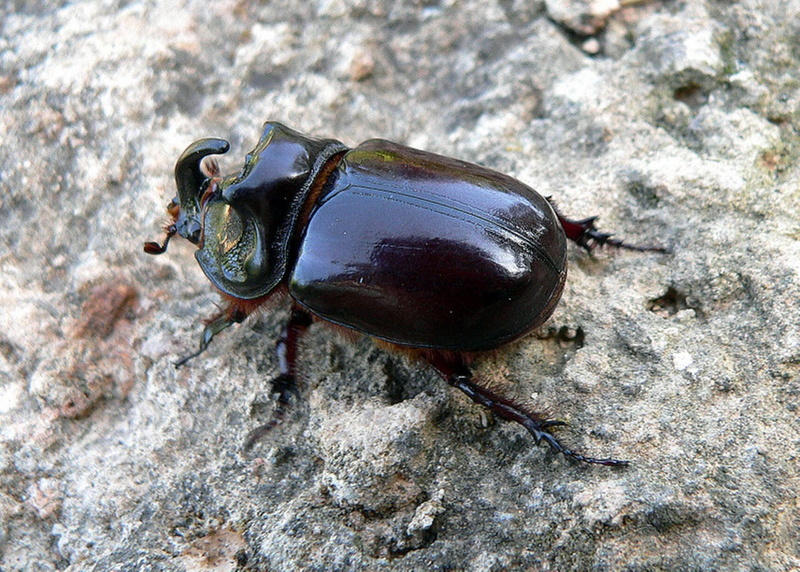 close-up, animal themes, entomology, nature, high angle view, wildlife, insect, pest, beetle, invertebrate, one animal, antenna, solid, focus on foreground