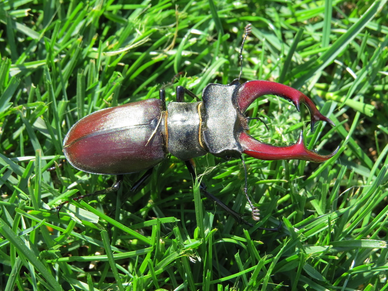 scarab Beetle, field, nature, beetle, green Color, day, red, animal themes, land, Insect, close-up, no people, grass, macro, Stag Beetle, animals in the wild