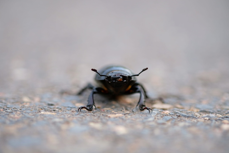 day, no people, animal wildlife, surface level, sign, black insect, animal body part, scarab Beetle, close-up, strictly protected, animals in the wild