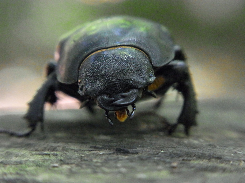 invertebrate, 2K, no people, animals in the wild, Stag Beetle, nature, animal body part, horned, outdoors, housefly, Servus, female, animal wildlife, animal