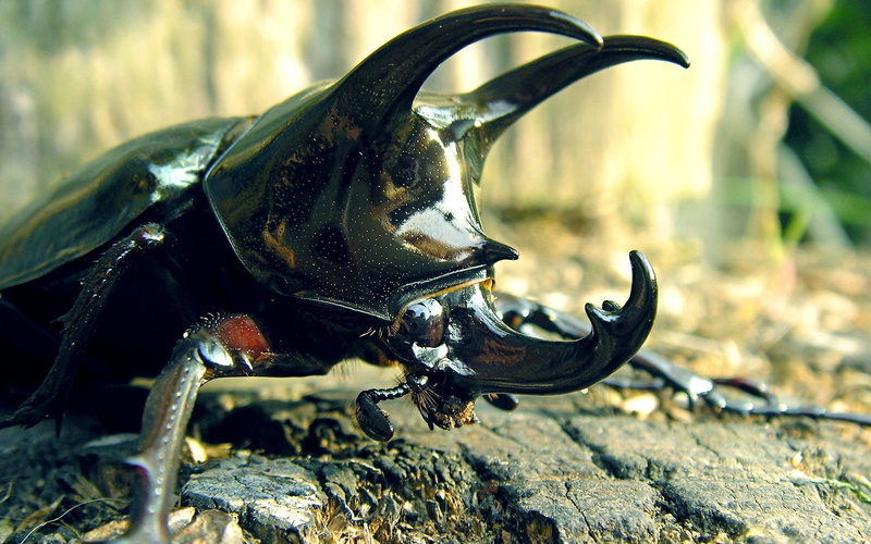 1080P, stag Beetle