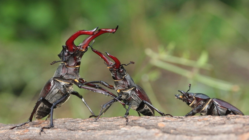 Beetle, Stag, Stag Beetle, Beetles, 1080P, Insect, Close-Up, Animal