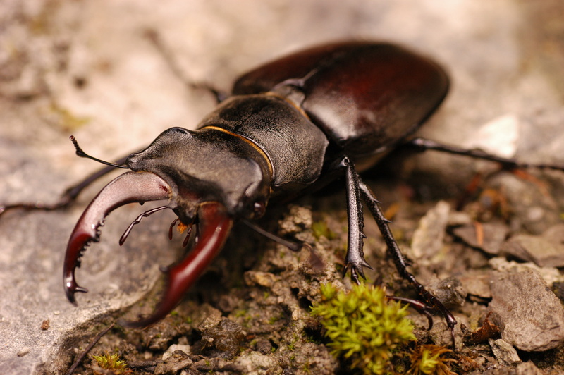 2K, Stag Beetle, Animal