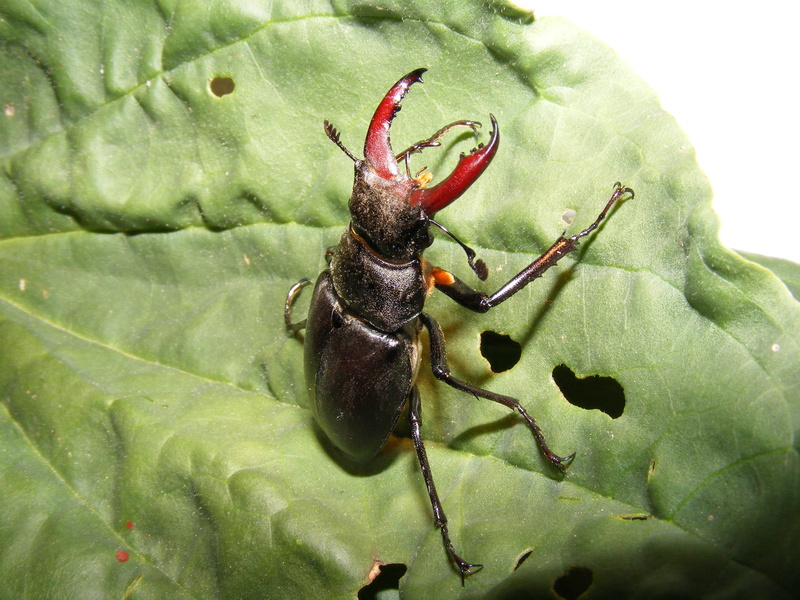 invertebrate, plant part, leaf, zoology, 2K, animal themes, insects, insect, plant, growth, green color, one animal, wildlife, lucanus, fly, animals in the wild