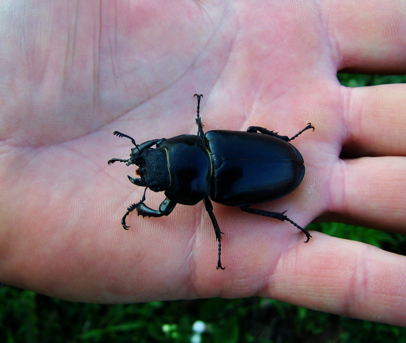 lifestyles, human hand, one person, body part, unrecognizable person, finger, human body part, human finger, invertebrate, holding, one animal, animals in the wild