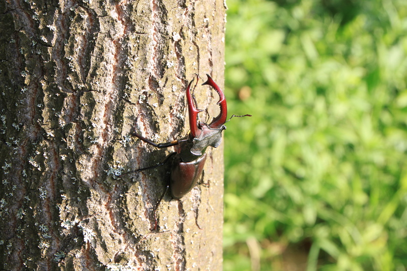animal wildlife, stag, trunk, invertebrate, 4K, one animal, close-up, tree trunk, nature, animals in the wild, insects, plant bark, insect, male, plant