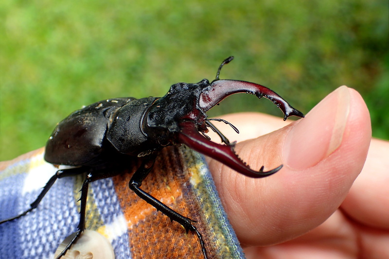 holding, finger, insect, human finger, animal wildlife, unrecognizable person, animal themes, human body part, animal, nature, human hand, beetle, stag beetle