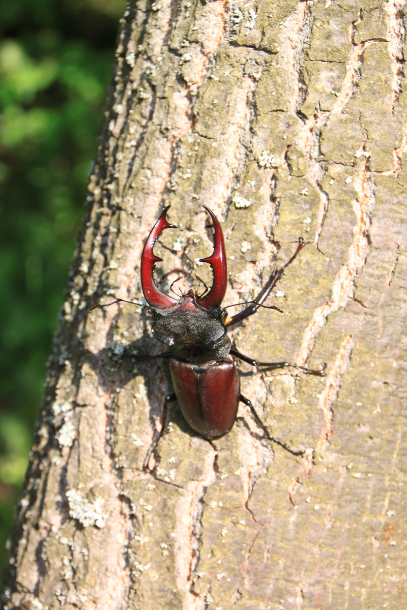 Climbing, 4K, animal wildlife, trunk, invertebrate, insect, tree trunk, Male, close-up, bark, plant, one animal, Tree, horned, sunlight, Stag, nature