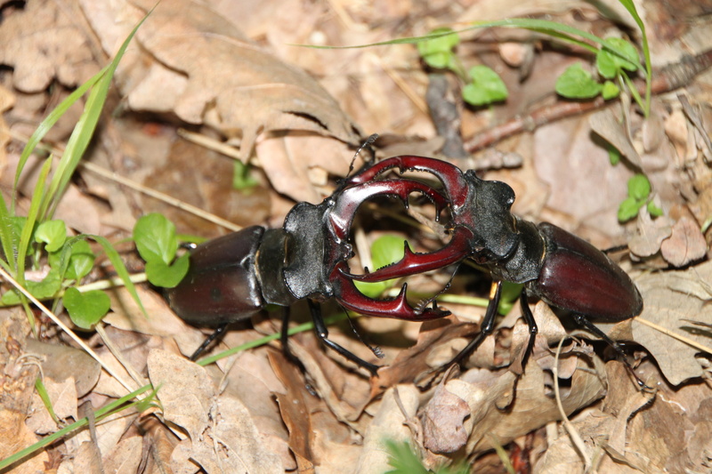 black color, lucanus, animal wildlife, outdoors, fighting, two, plant part, crawling, 4K, land, no people, beetles, insects, leaf, insect, cervus, tree