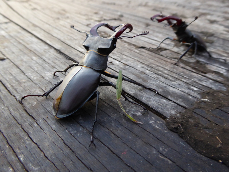 black, single object, abandoned, electric lamp, high angle view, still life, focus on foreground, wood, wood - material, 4K, insect, close-up, no people