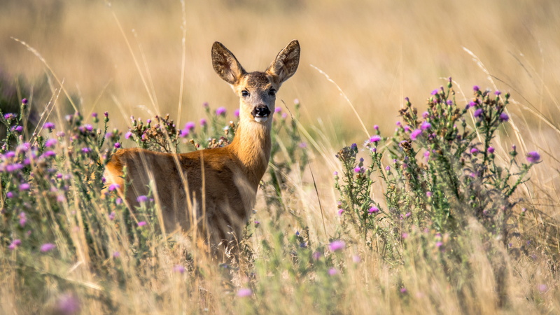 5K, roe deer, wildlife, animal, young, looks