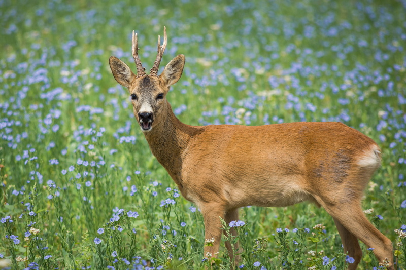 vertebrate, brown, land, animal wildlife, day, looking at camera, meadow, grass, 4K, wild animal, animal, one animal, animal themes, focus on foreground