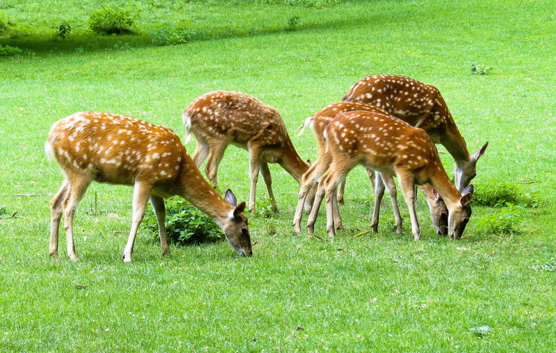 animal wildlife, deers, livestock, day, brown, land, animals in the wild, herbivorous, roe deer, no people, grazing, 2K, hirsch, plant, green color, group of animals