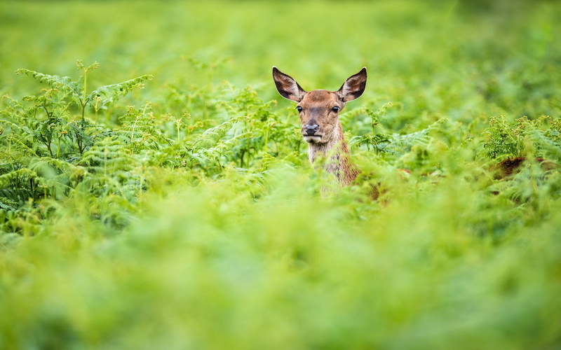 greens, looking at camera, alertness, animals In The Wild, animal, wildlife, grass, selective focus, young Animal, reindeer, standing, outdoors, doe, one Animal