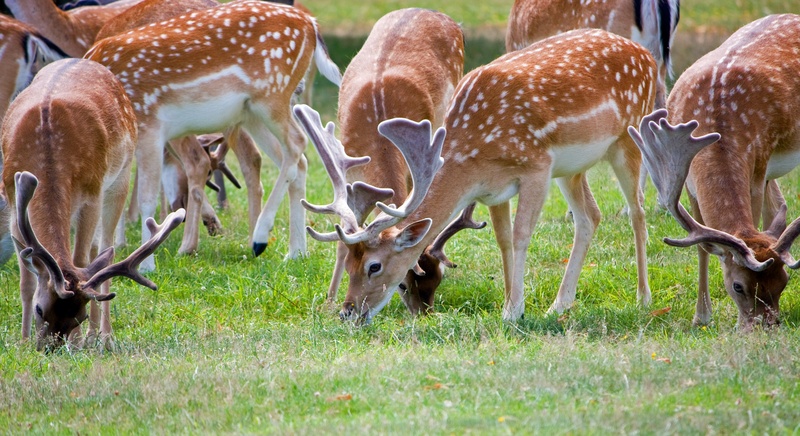 beauty in nature, vertebrate, details, animal, deer, nature, land, herbivorous, spotted, day, grazing, beautiful, no people, antler, group of animals, 4K