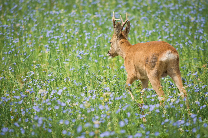 animal wildlife, no people, field, one animal, flowering plant, standing, vertebrate, animal, wild animal, animal themes, nature, 5K, animals in the wild