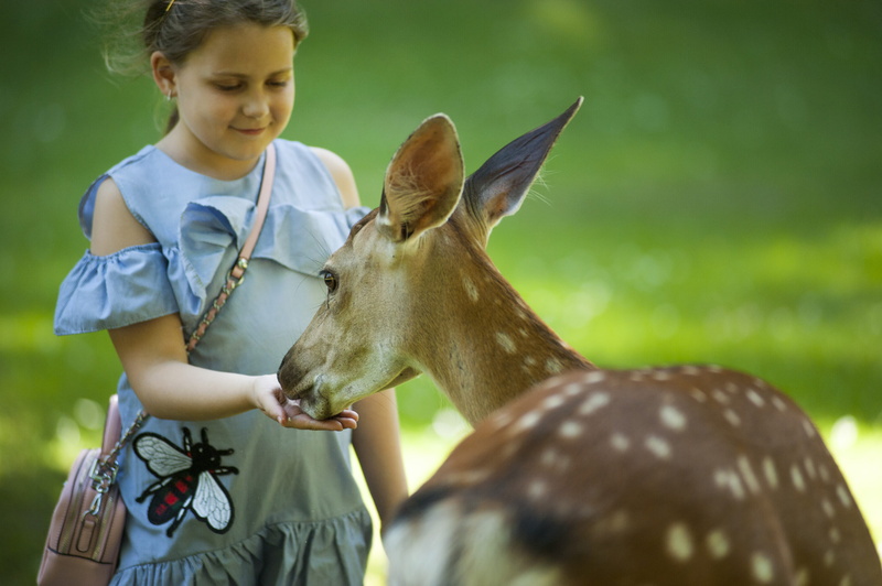 holding, one animal, offspring, antelope, 4K, outdoors, leisure, little, animal world, child, roe deer, care, animal, feeding, joy, kid, girl, enjoyment