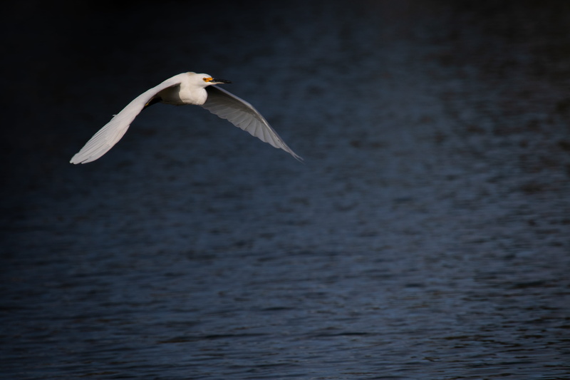 mid-air, nature, pond, daytime, explore, animal, animal wildlife, spread wings, waterfowl, day, flying bird, deep water, bird animal, vertebrate, dark water