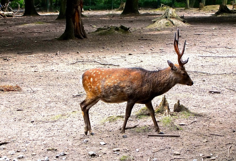 deer, animal wildlife, day, animal themes, roe deer, vertebrate, flock, tree, antler, one animal, standing, red deer, animals in the wild, mammal, plant