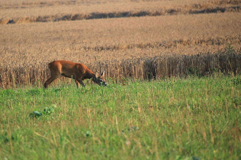 Fallow Deer, animal themes, outdoors, animals in the wild, day, Cornfield, grazing, grass, vertebrate, animal, agriculture, herbivorous, Nature, land, one animal