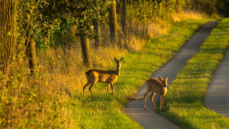no people, plant, walking, sunset, the way forward, 4K, beauty in nature, transportation, evening light, young deer, footpath, Ricke, outdoors, cute, animal