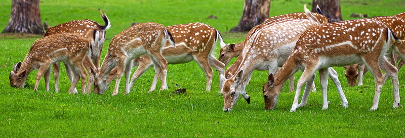 wild animal, outdoors, animals in the wild, freilebend, grass, capreolus, nature, graze, plant, herd, field, group of animals, wildlife photography, animal wildlife