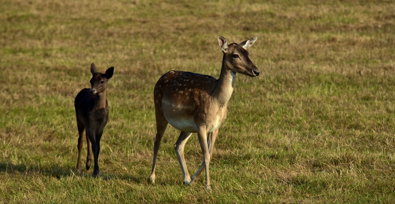 roe deer, nature, grass, plant, protection, standing, female, two animals, no people, 5K, attention, land, fawn, animals in the wild, fallow deer, domestic animals