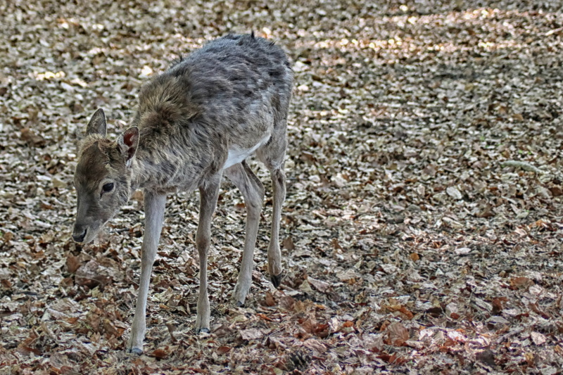 young animal, animal, fawn, land, outdoors, standing, doe, field, side view, roe deer, foliage, animals in the wild, no people, one animal, 2K, full length