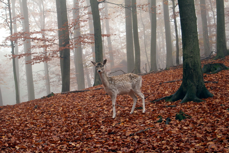 deer, vertebrate, autumn, outdoors, 5K, trunk, animals in the wild, roe deer, tree trunk, animal, woodland, day, land, herbivorous, animal wildlife, plant
