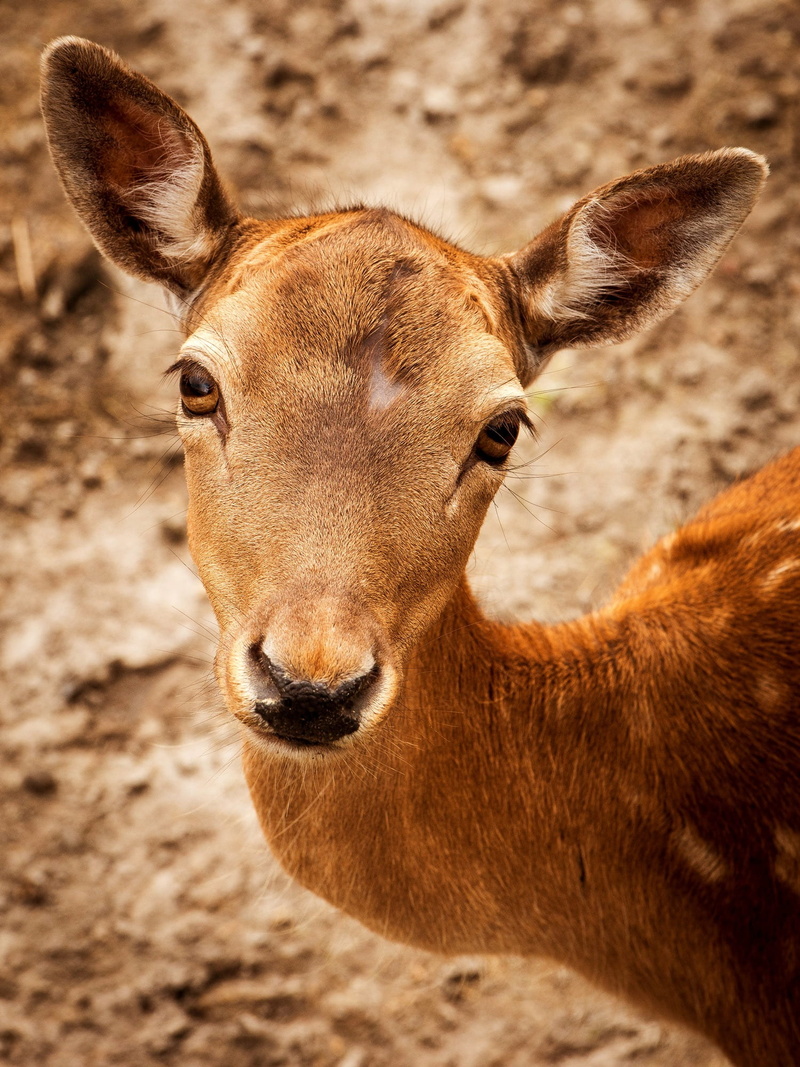 photography, young animal, 1080P, focus on foreground, animal body part, roe deer, no people, spotted, day, deer, animal eye, herbivorous, nature, land