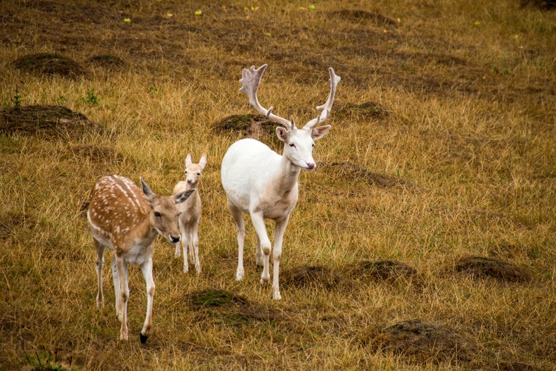 roe deer, animal wildlife, fawn, land, grass, no people, vertebrate, outdoors, 5K, animals in the wild, nature, group of animals, male, field, damm wild