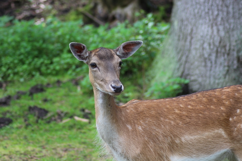 outdoors, scheu, animal themes, 5K, nature, looking at camera, roe deer, portrait, animal, day, animal wildlife, deer, animals in the wild, mammal, plant