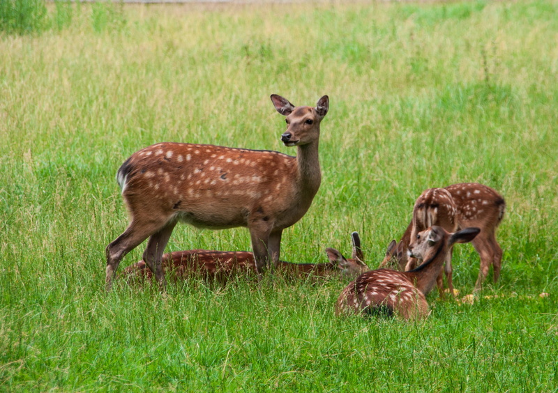field, group of animals, rehgruppe, green color, young animal, plant, fawn, animal family, animals in the wild, land, vertebrate, day, damm wild, forest animal
