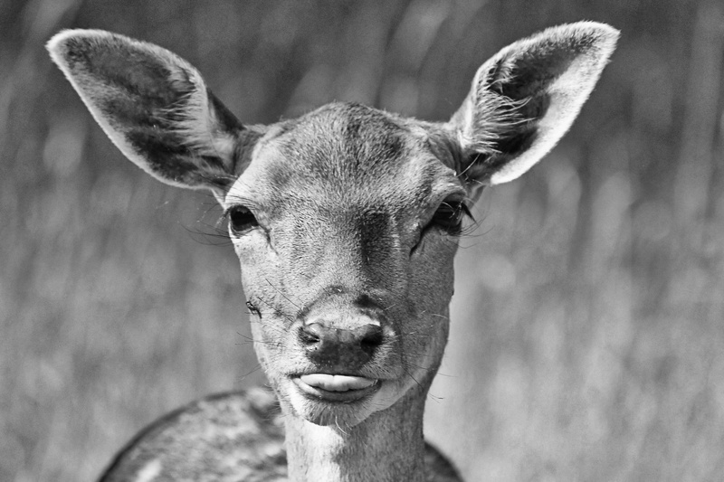 focus on foreground, nature, looking at camera, close-up, no people, deer, mammal, monochrome, nostalgic, roe deer, vertebrate, 2K, fallow deer, portrait