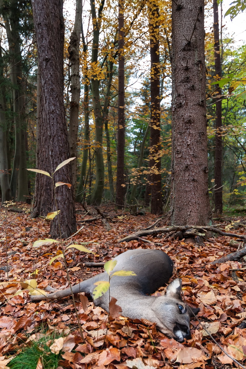 fall, accident, tree trunk, woodland, tree, tranquility, dead, roe deer, plant part, day, trunk, change, one animal, autumn, no people, plant, mammal, growth