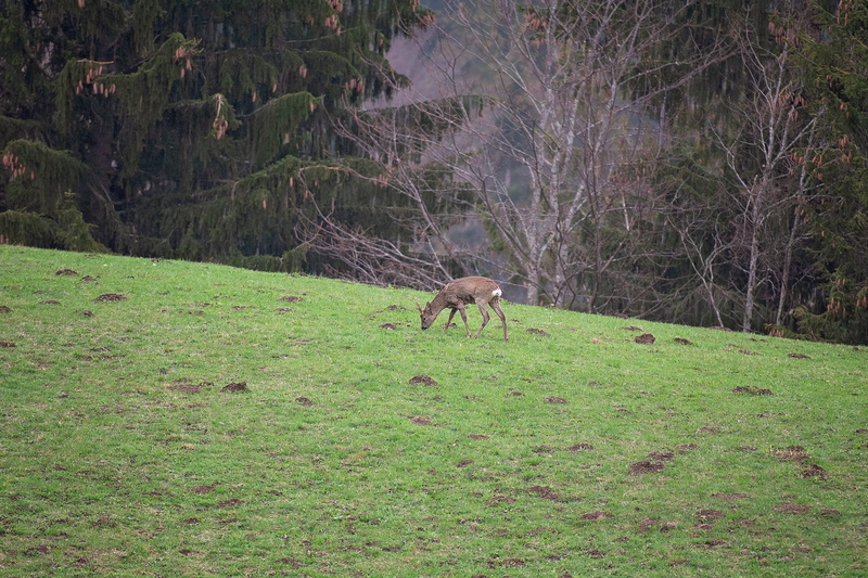 no people, one animal, herbivorous, animal world, roe deer, young animal, green color, grass, tree, domestic animals, field, wild animal, animals in the wild