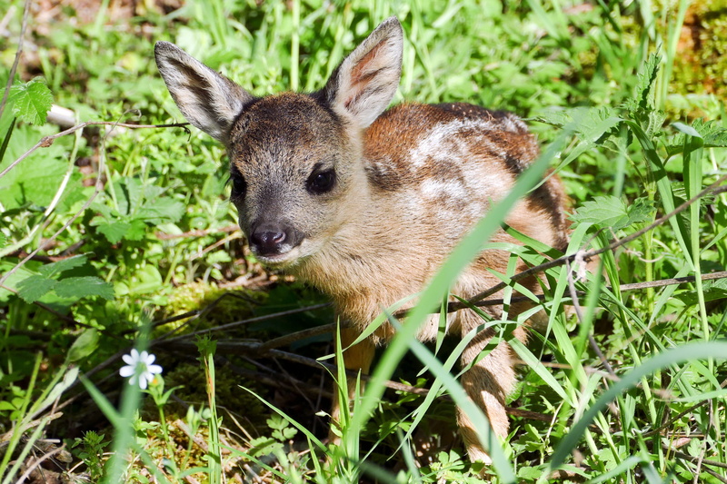 one animal, plant, animals in the wild, animal wildlife, fawn, roe deer, whisker, 2K, nature, baby, animal head, meadow, green color, mammal, animal body part