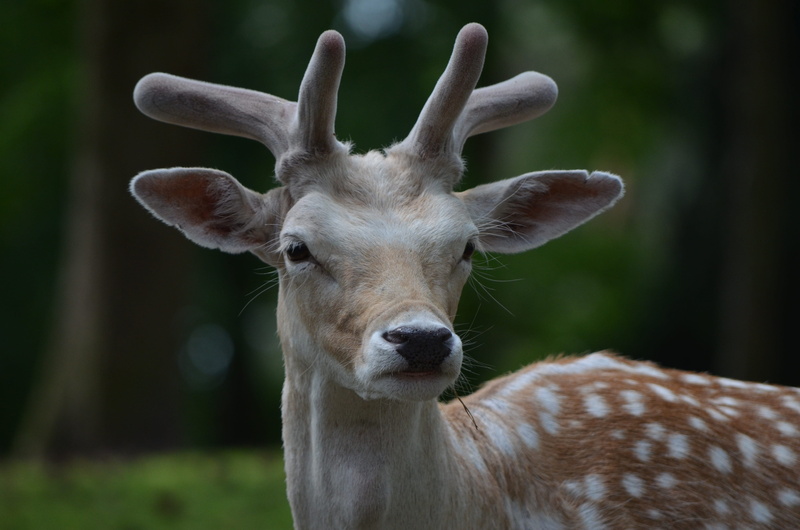 animal head, deer, fallow deer, looking at camera, forest, 4K, animals in the wild, vertebrate, day, roe deer, land, brown deer, one animal, no people