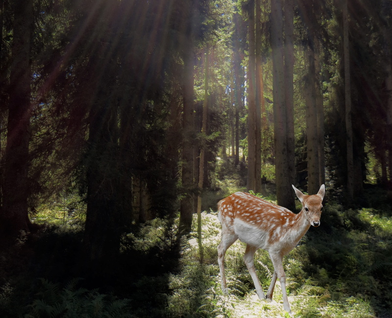 mammal, forest, full length, woods, land, standing, vertebrate, jungle, coniferous tree, woodland, nature, animal, one animal, herbivorous, bunch, animal themes