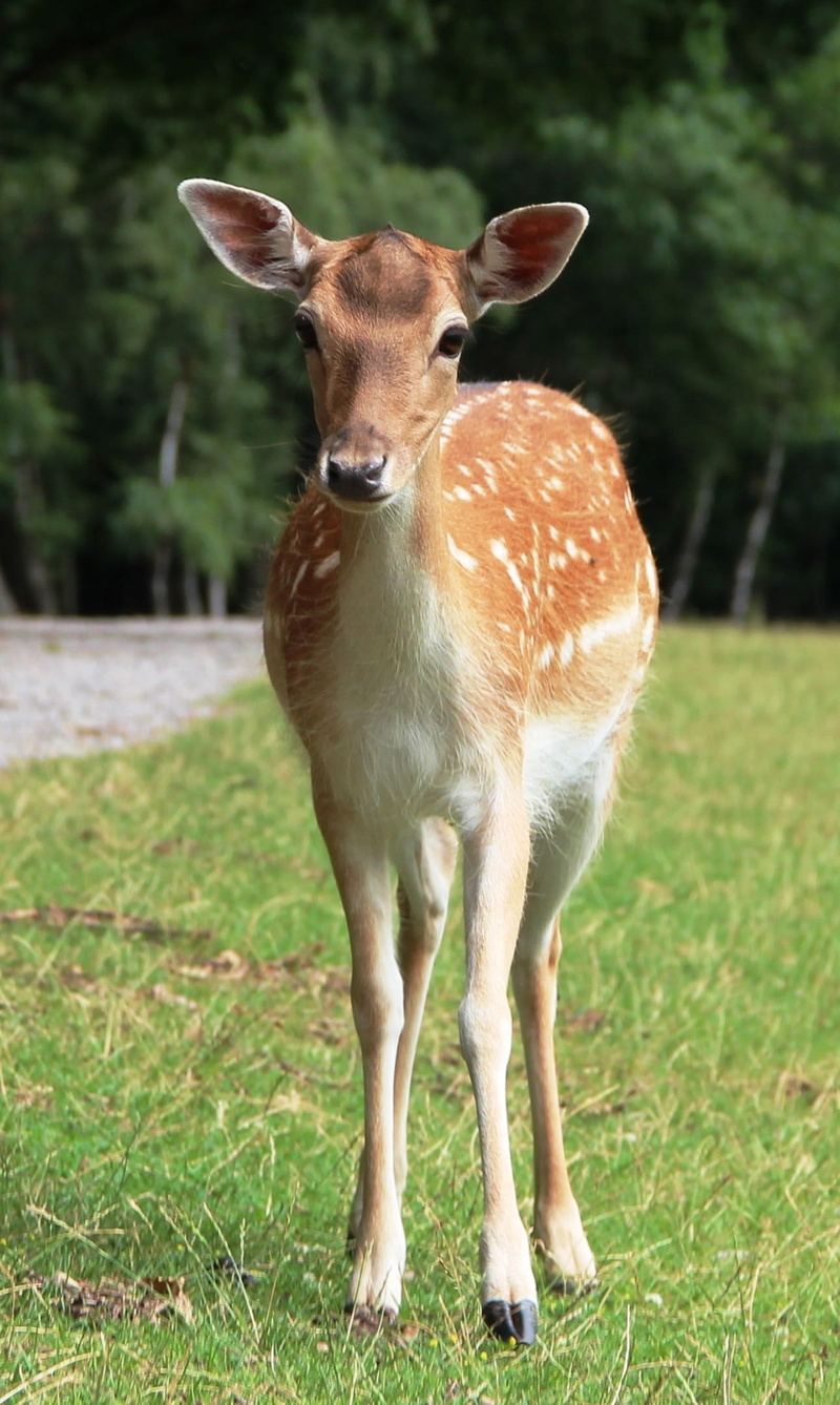 one animal, plant, looking at camera, portrait, fawn, day, forest animal, outdoors, focus on foreground, Wild, 1080P, Roe Deer, no people, vertebrate
