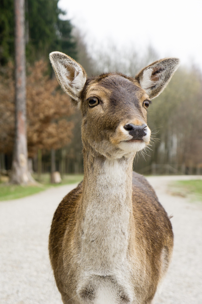 photography, animal themes, young animal, nature, wildlife photography, deer, day, animals, peaceful, fallow deer, damm wild, domestic animals, outdoors