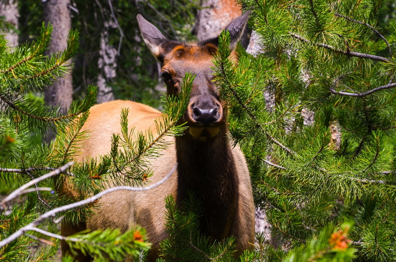 wild animal, animal themes, animals in the wild, animal wildlife, animal, plant, america, looking at camera, firs, day, mammal, vertebrate, 1080P, herbivorous