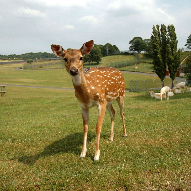 livestock, land, brown, herbivorous, day, one animal, full length, sky, group of animals, deer, animal themes, landscape, domestic animals, standing, Spotted Deer