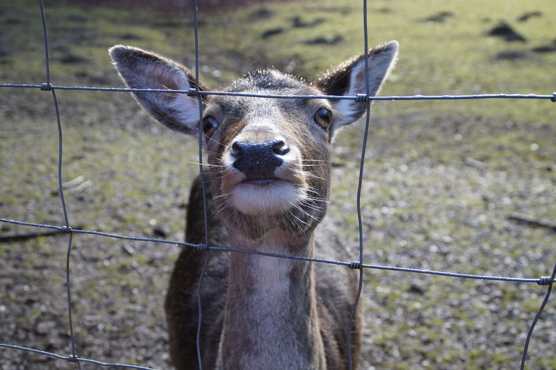 portrait, one animal, nature, back light, 5K, animal body part, vertebrate, boundary, roe deer, imprisoned, day, animal, animals in the wild, animal wildlife