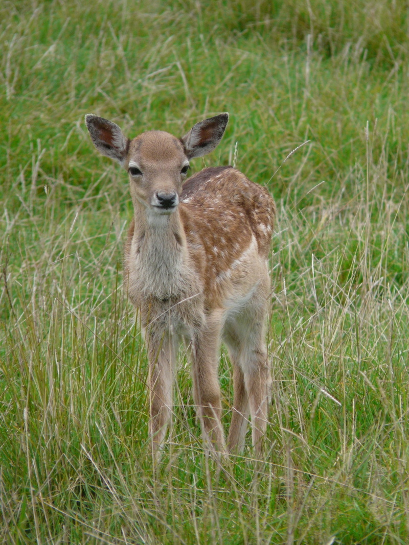 curious, head drawing, standing, plant, looking at camera, alone, outdoors, no people, european deer, day, ruminant, cute, animals in the wild, mammal