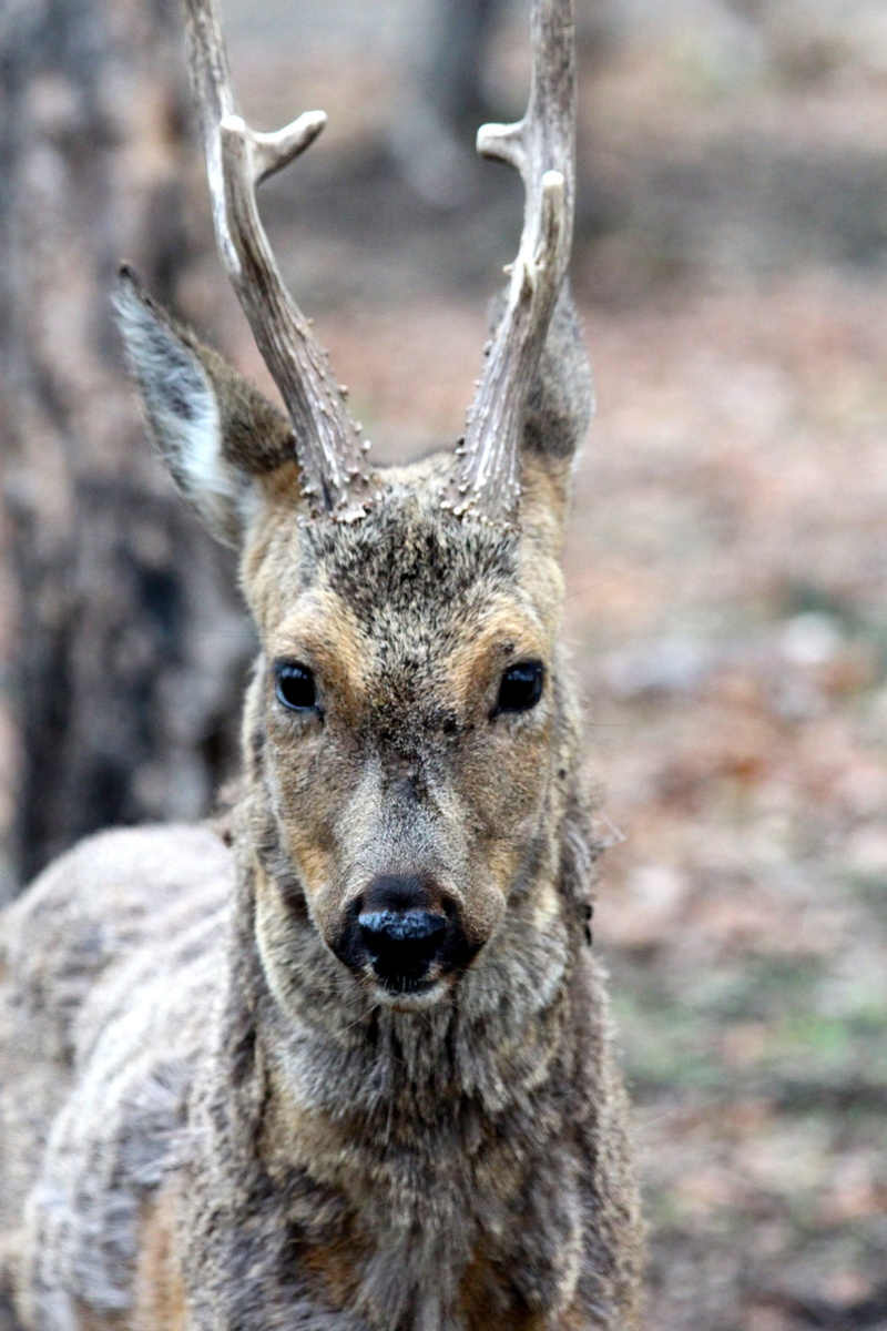 no people, the horn of africa, autumn, animal head, portrait, focus on foreground, ovis, animals in the wild, roe, wary, 2K, animal, herbivorous, ears