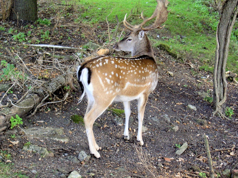 outdoors, antlers, nature, no people, animal themes, brown, land, forest, buck, one animal, day, plant, roe deer, wildlife, animal, tree, stag, wild, capreolus capreolus